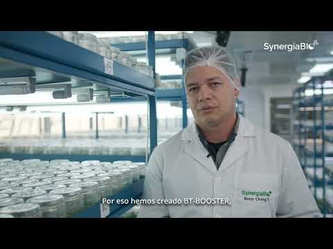 Proyecto CORFO Consolida y Expande 