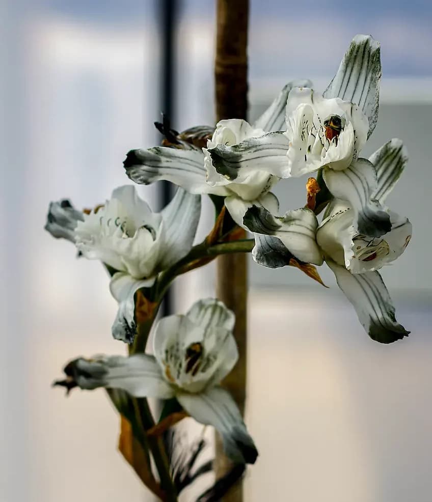 Propagación asistida de especies del desierto chileno para mitigación ambiental y minería