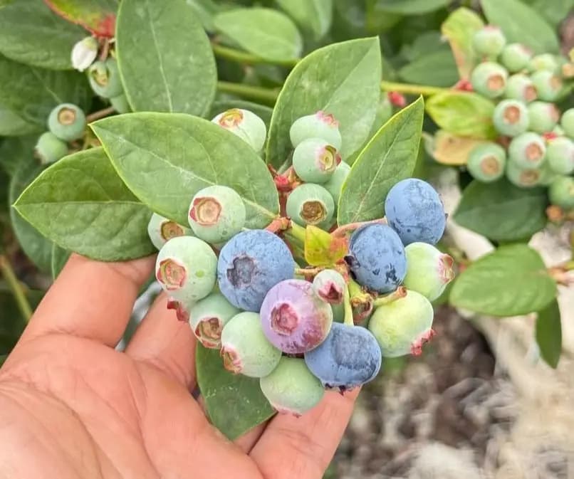 Arándanos Tropical Blue - Imagen principal
