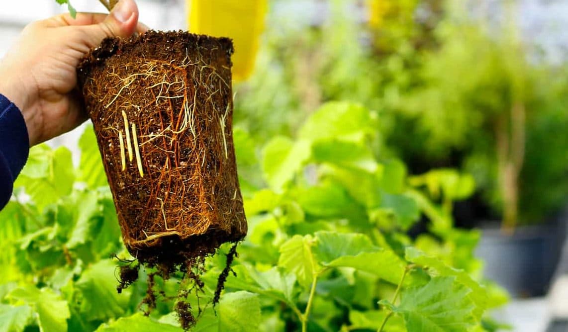 Producción competitiva de material de plantación de avellano europeo (Corylus avellana L.), a partir de selecciones adaptables a las variables edafoclimáticas de la Región del Maule