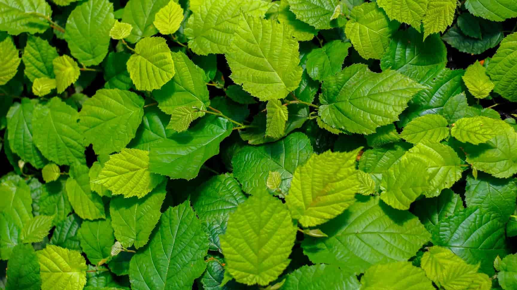 Consolidación productiva y expansión comercial de selecciones maulinas de avellano europeo de alta productividad propagadas mediante tecnología BT-BOOSTER