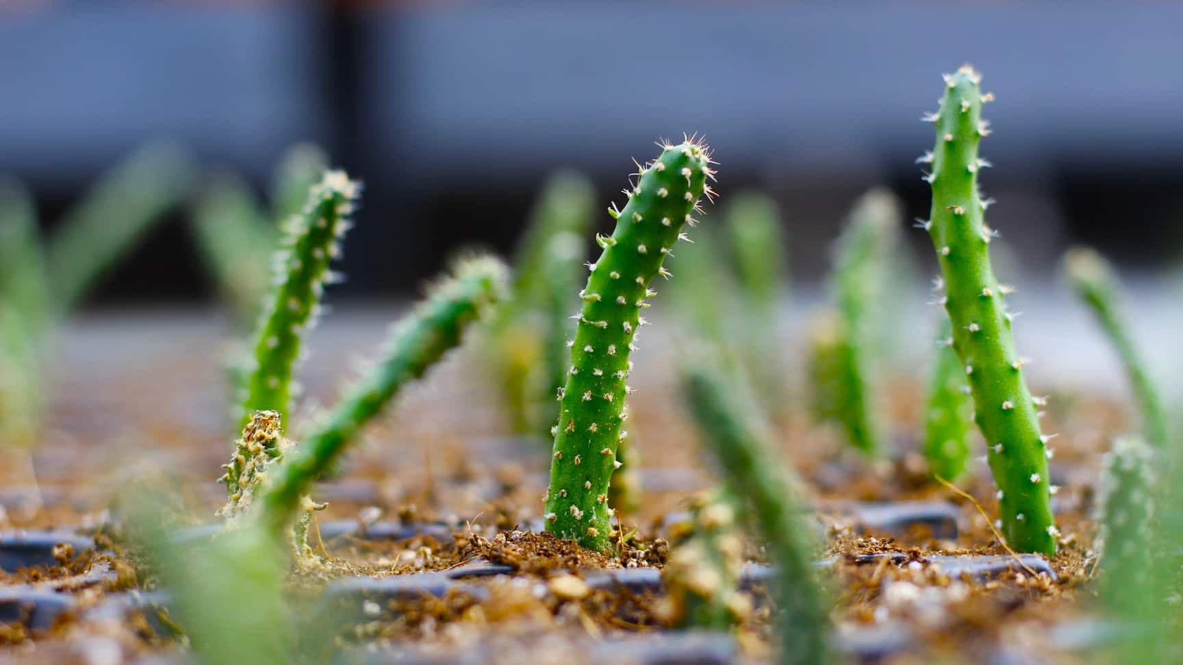 Desarrollo de una nueva variedad de tunas (Opuntia ficus-indica) sin semilla, de alta eficiencia hídrica, asegurando su propiedad intelectual y validando el interés de la industria como solución agrícola en regiones desérticas de Chile y el mundo